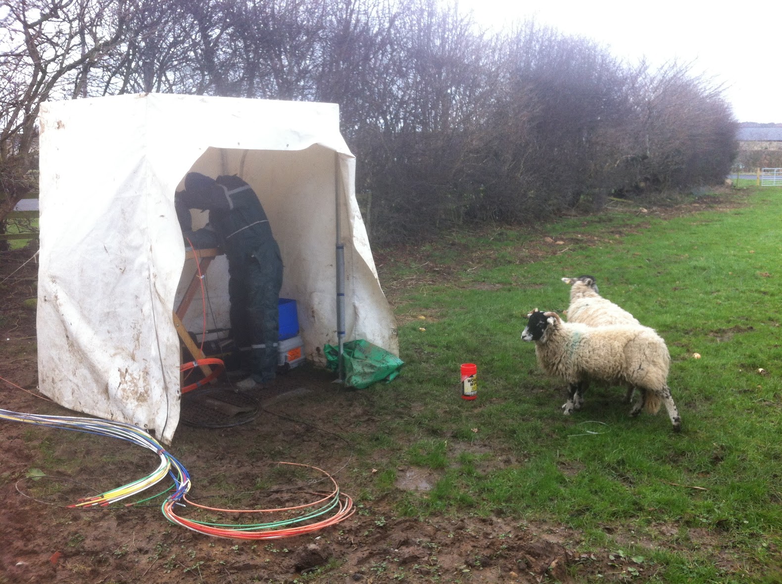 iain sheep