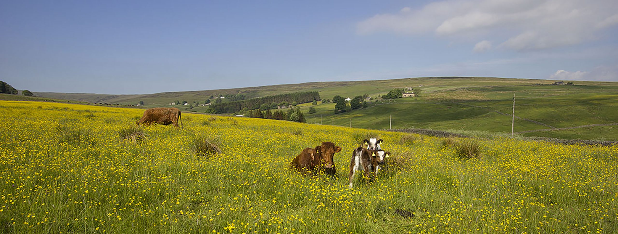 2Spring Allenvalleys 2